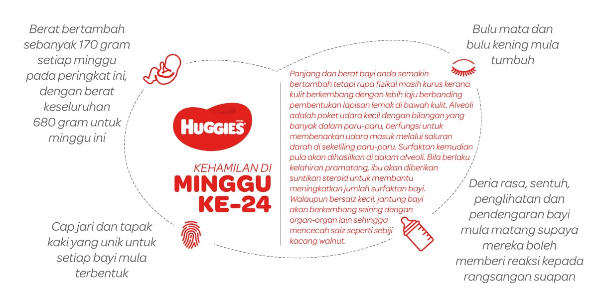 Kehamilan Di Minggu Ke-24 | Huggies Malaysia