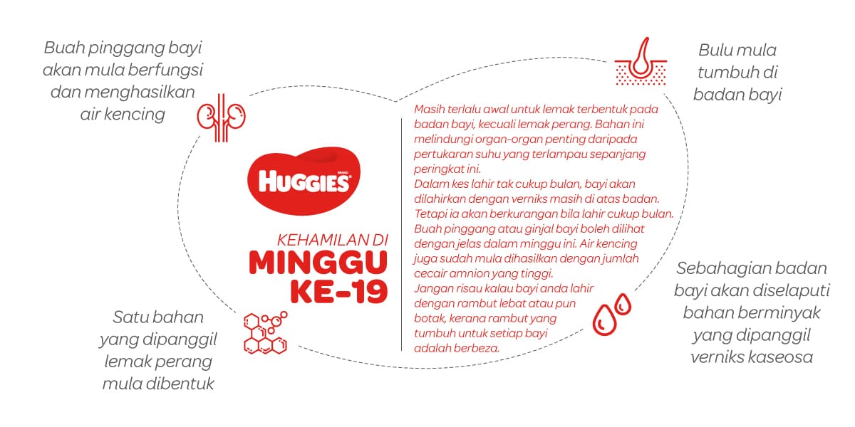 Kehamilan Di Minggu Ke-19 | Huggies Malaysia