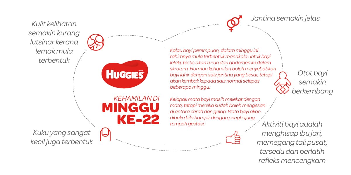 Kehamilan Di Minggu Ke-22 | Huggies Malaysia